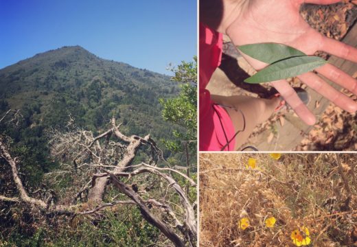 Foraged for bay leaves on a beautiful hike