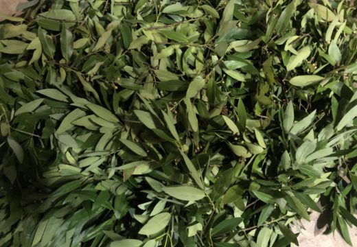 Bay leaves galore!